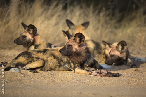 African wild dog portrait in it´s natural habitat