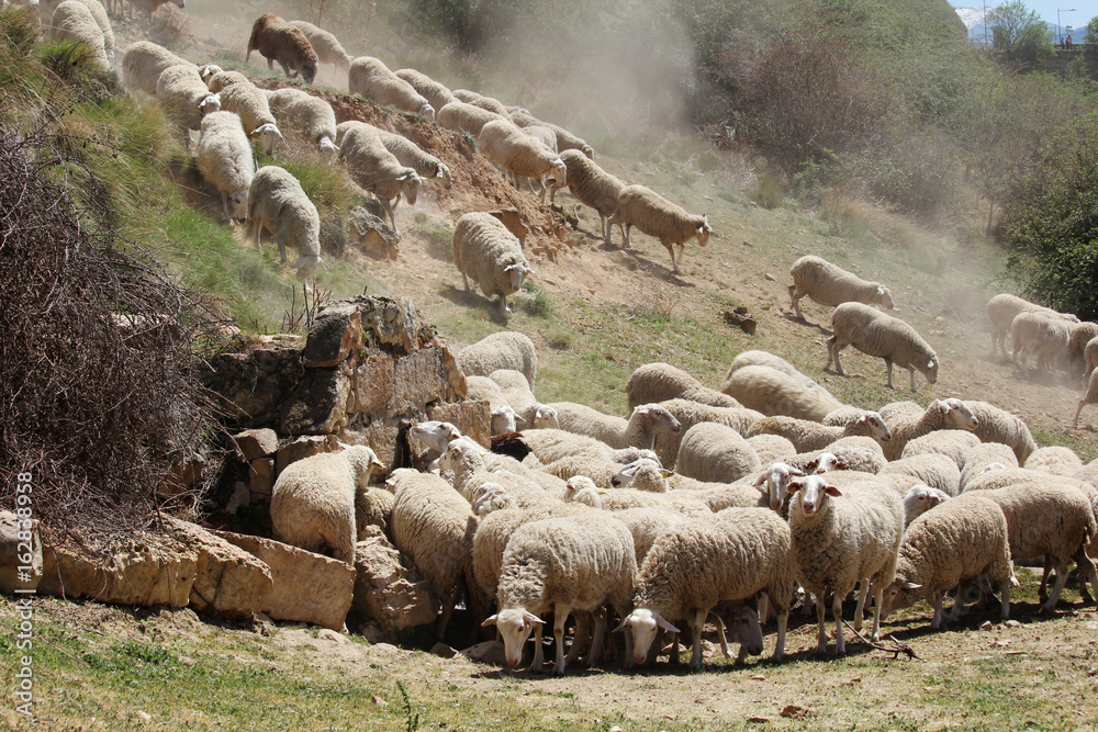 Fototapeta premium A herd of sheeps in Segovia, Spain 