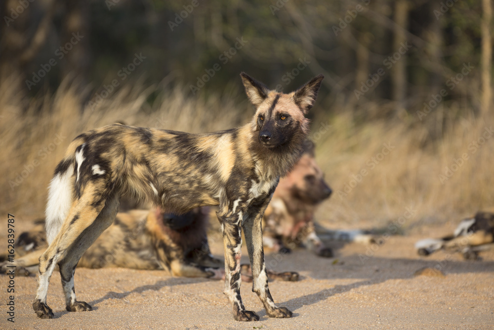 Fototapeta premium African wild dog portrait in it´s natural habitat