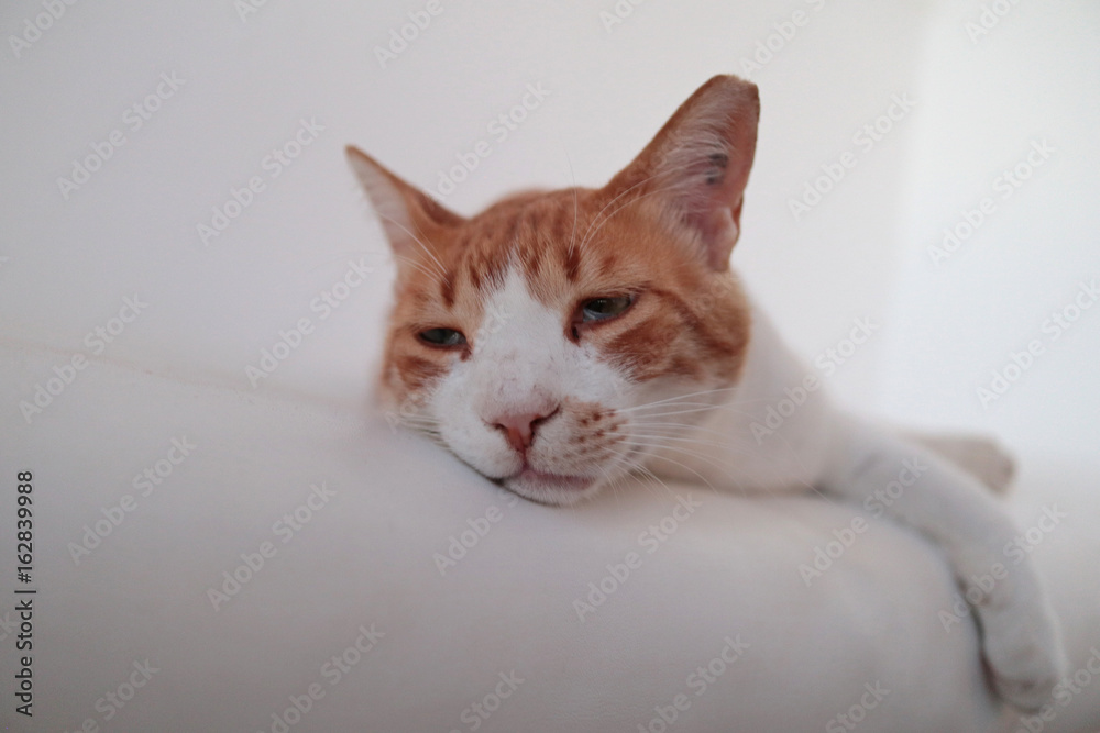 Katze mit wenig Tiefenschärfe, duftig schlafend