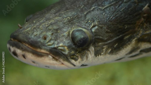Alligator garfish (Atractosteus spatula) photo