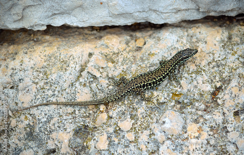 Dalmatian wall lizard (Podarcis melisellensis) on wall