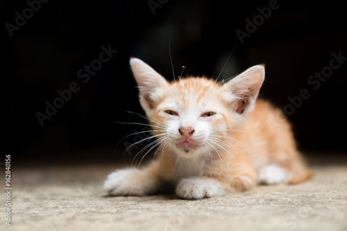 A Orange stray kitten (homeless cat) is hungry and lying on the warm floors with dark tone background. (selective focus with shallow depth of field) © visitr