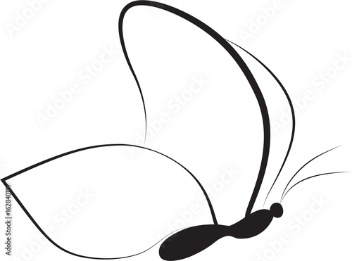 Butterfly. Vector