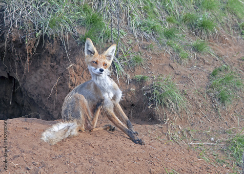 red Fox walks on a meadow in spring