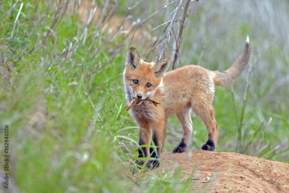 Fototapeta premium beautiful little furry Fox