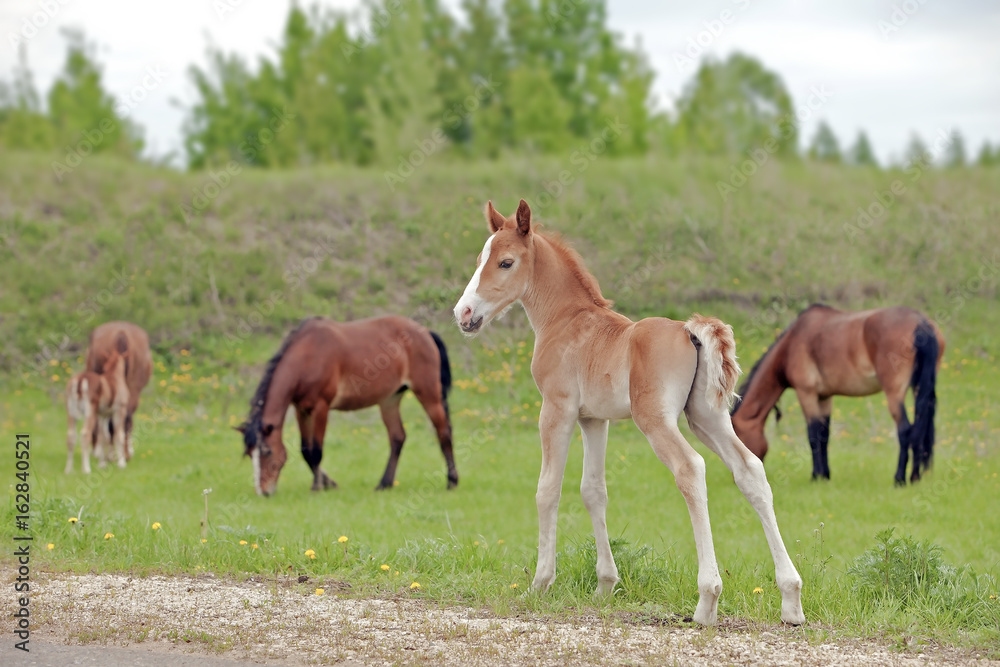 the little foal in the meadow the little foal in the meadow