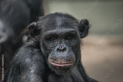 Portrait of funny and emotional Chimpanzee. close up