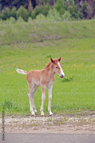 the little foal in the meadow © serhio777