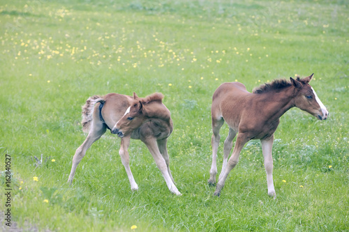 the little foal in the meadow