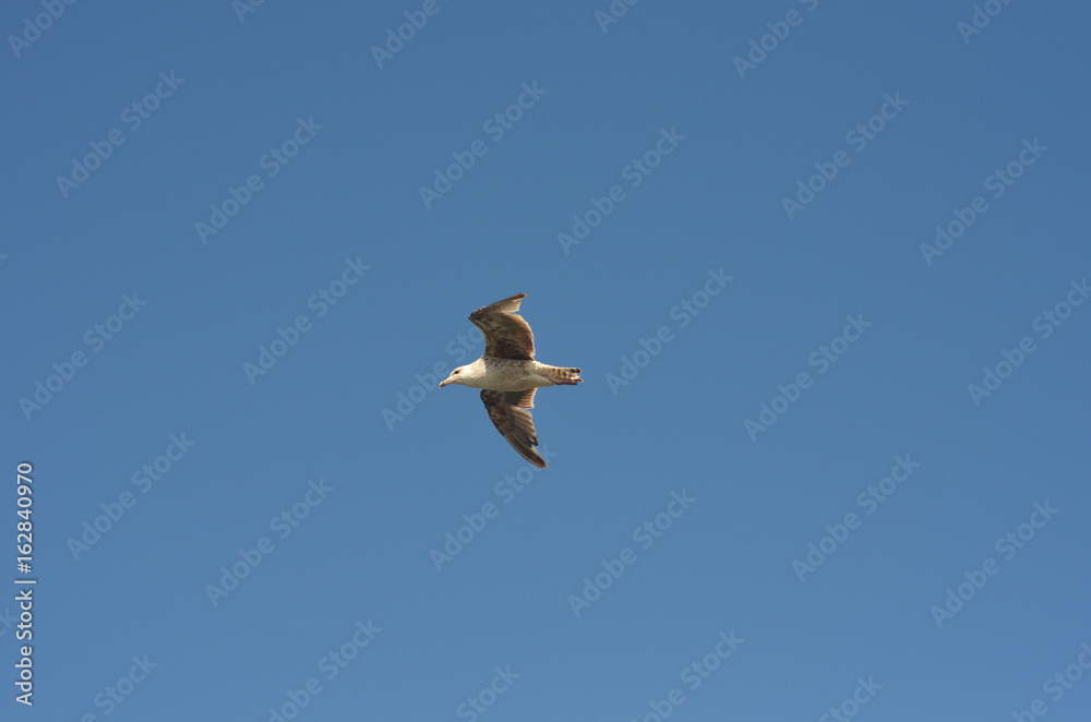 Obraz premium Flying gull