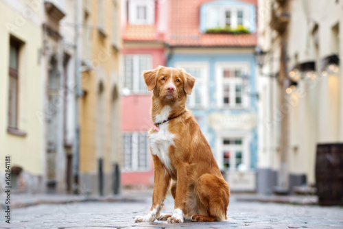 Fotografía nova scotia duck tolling retriever dog posing in the city
