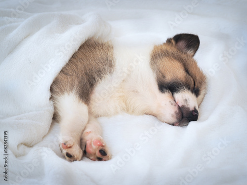 Small cute puppy sleeping comfortably on the bed © kozorog