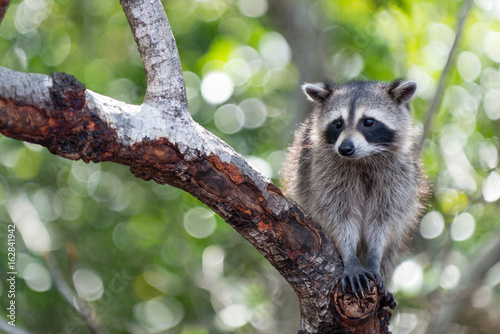 Canvas-taulu Raccoon in Tree