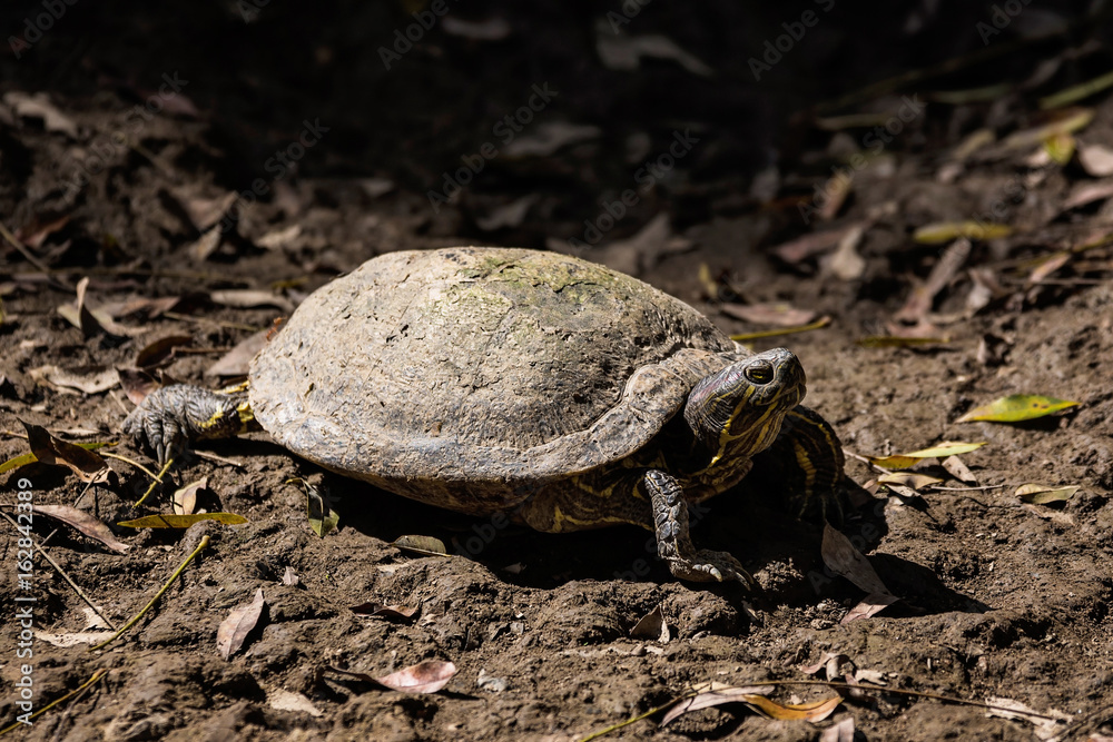 Obraz premium Turtle in nature