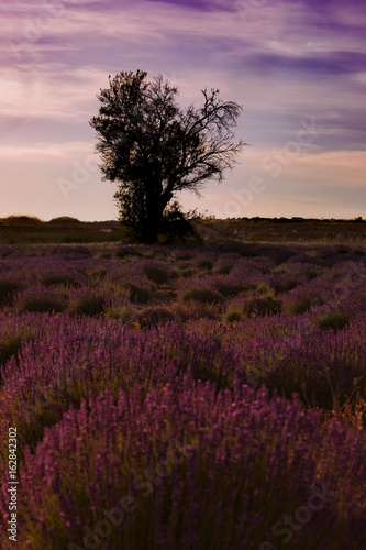 Lavendel in der Provence, Ferrassières, Region Rhône - Alpes Côte d'Azur, Frankreich