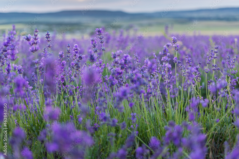 Fototapeta premium Lavender Flowers
