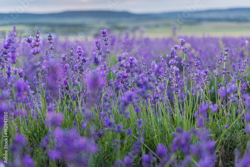 Lavender Flowers