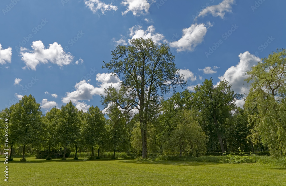 Trees in the park summer season against the blue sky Trees in the park summer season against the blue sky
