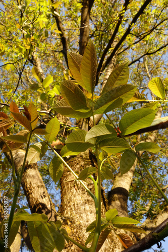 Blatt eines Walnussbaums im Frühjahr