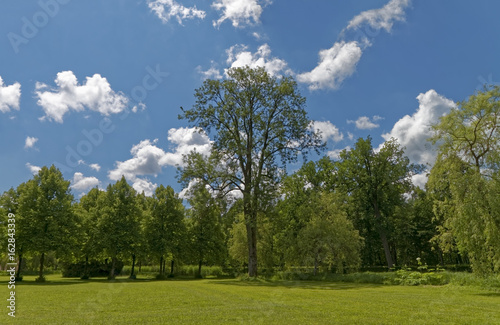 Trees in the park summer season against the blue sky