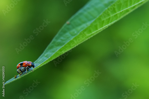 Ladybird On Green Leaf © noorhaswan