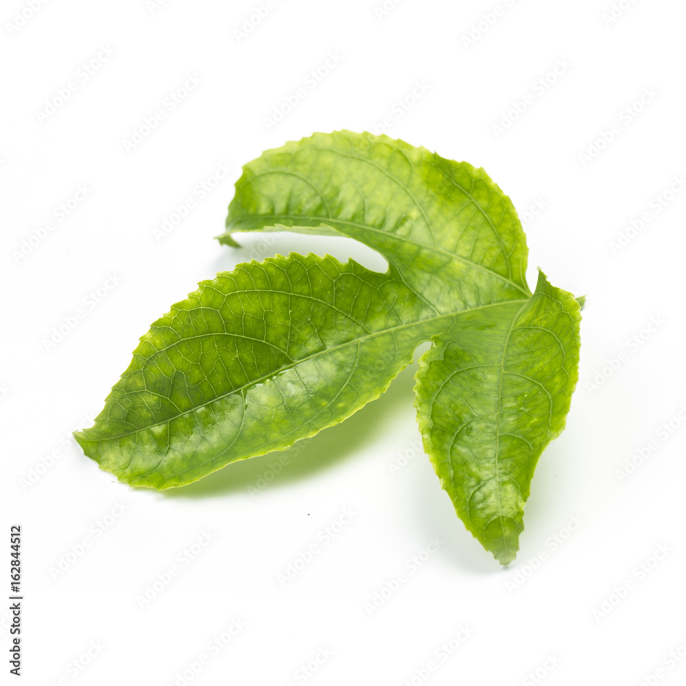 Green Leaves Passion Fruit close up macro shot set isolated on white background Green Leaves Passion Fruit close up macro shot set isolated on white background