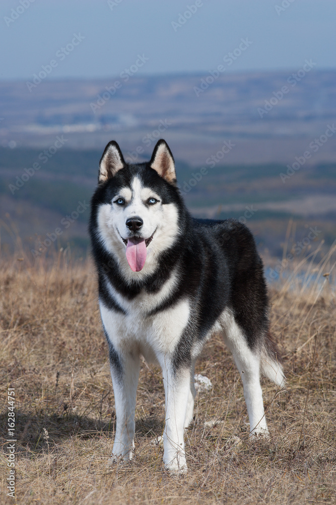 Black and white Siberian husky standing in the dry grass