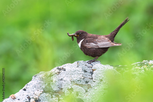 Ring ouzel (Turdus torquatus). Caucasus, Georgia