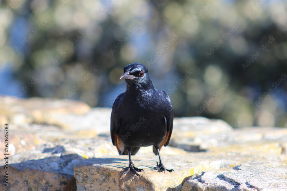 Obraz premium Red-winged Starling