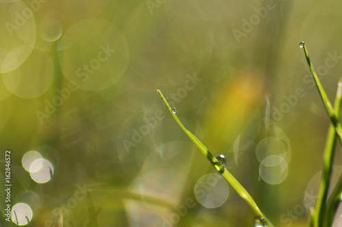 fresh morning dew drops on the grass. image 