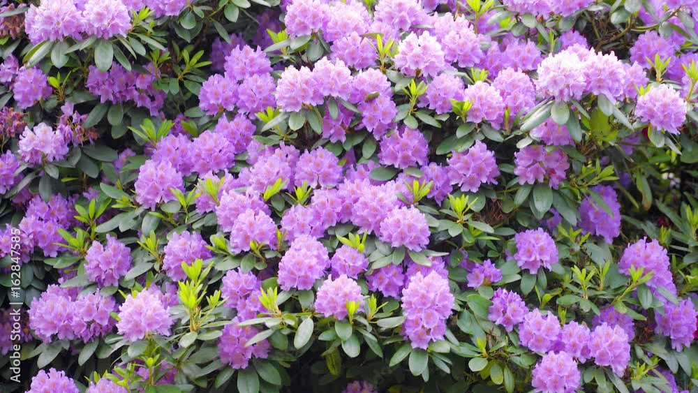 Beautiful rhododendron close up in magenta, with raindrops and shower Beautiful rhododendron close up in magenta, with raindrops and shower