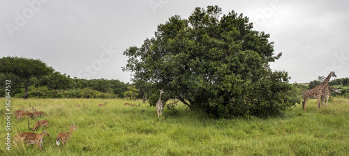 Giraffes and antelopes next to a tree on a savanna