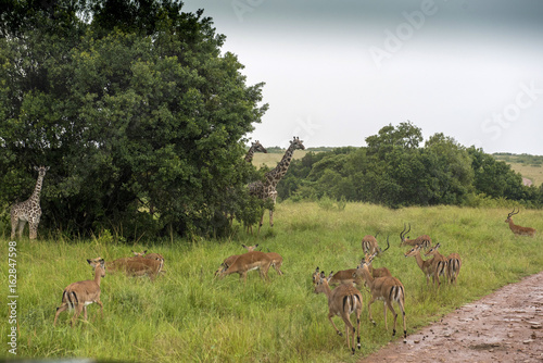 Giraffe and a small giraffe with antelopa on the road in Masai Mara Park