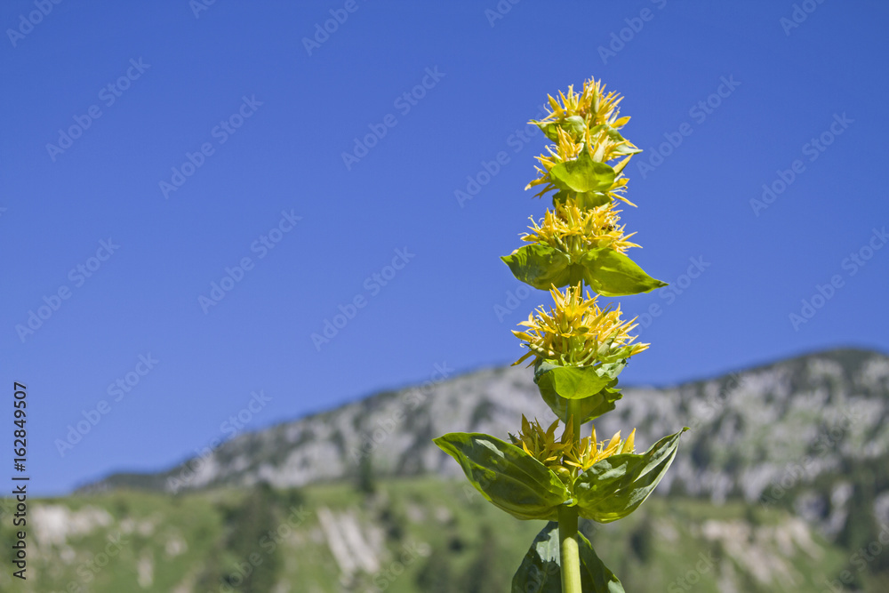 Blüte des Gelben Enzians Blüte des Gelben Enzians