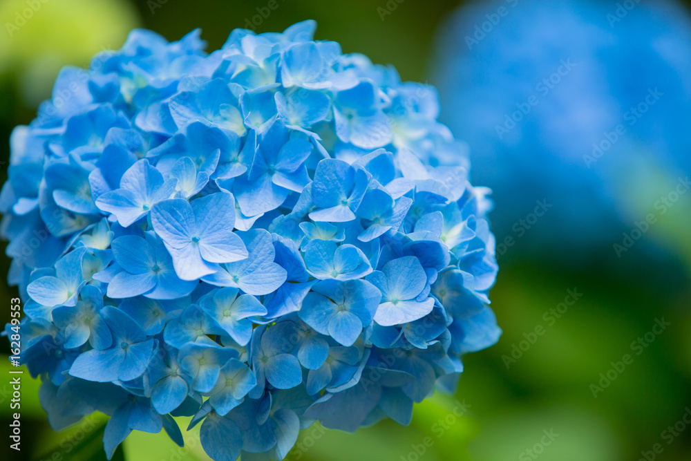 Hydrangea(Japan)