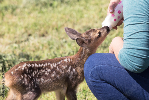 Taking care of a baby deer, wildlife rescue  photo