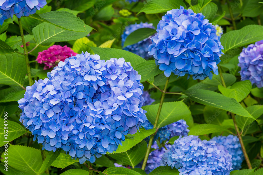 Hydrangea(Japan) Hydrangea(Japan)