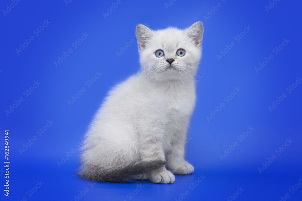 cat with blue eyes on a blue background