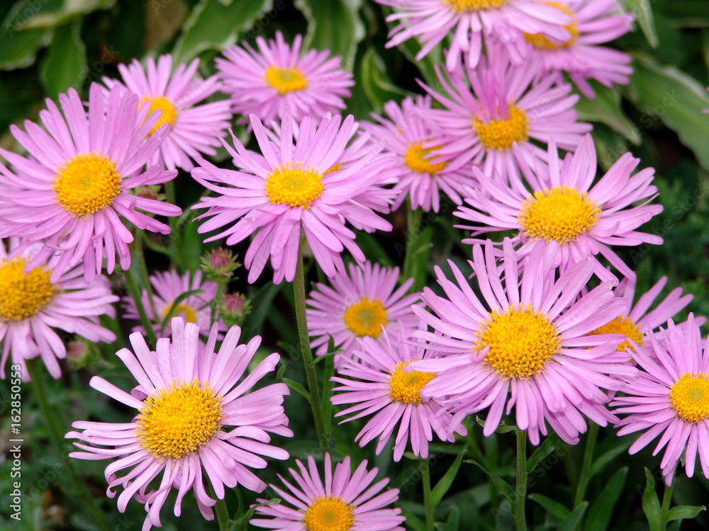 nature, beautiful, blossom, flower, floral, summer, spring, colorful, decoration, white, rose, bouquet, natural, flora, background, romantic, pink, green, bloom, beauty, garden, fresh, macro, daisy, b