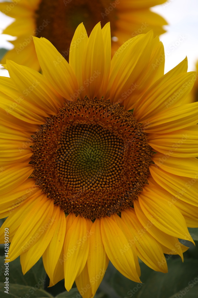 Naklejka premium Sunflowers