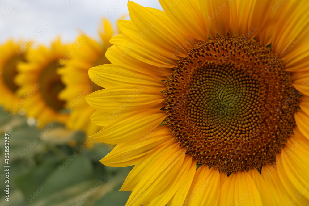 Naklejka premium Sunflowers