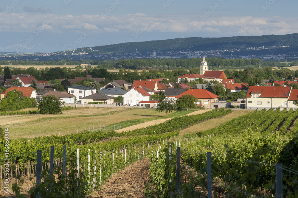 Naklejka premium Gemeinde Oslip mit Leithagebirge und Weingarten