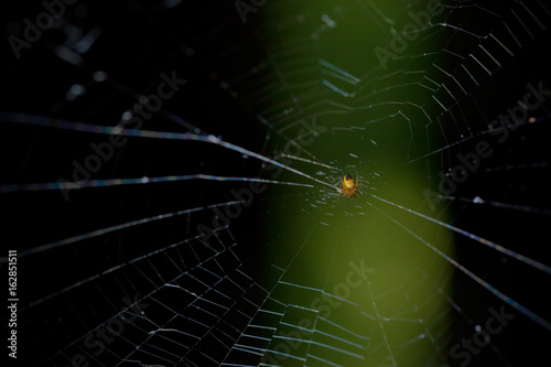 Spider © M.Nik Photography
