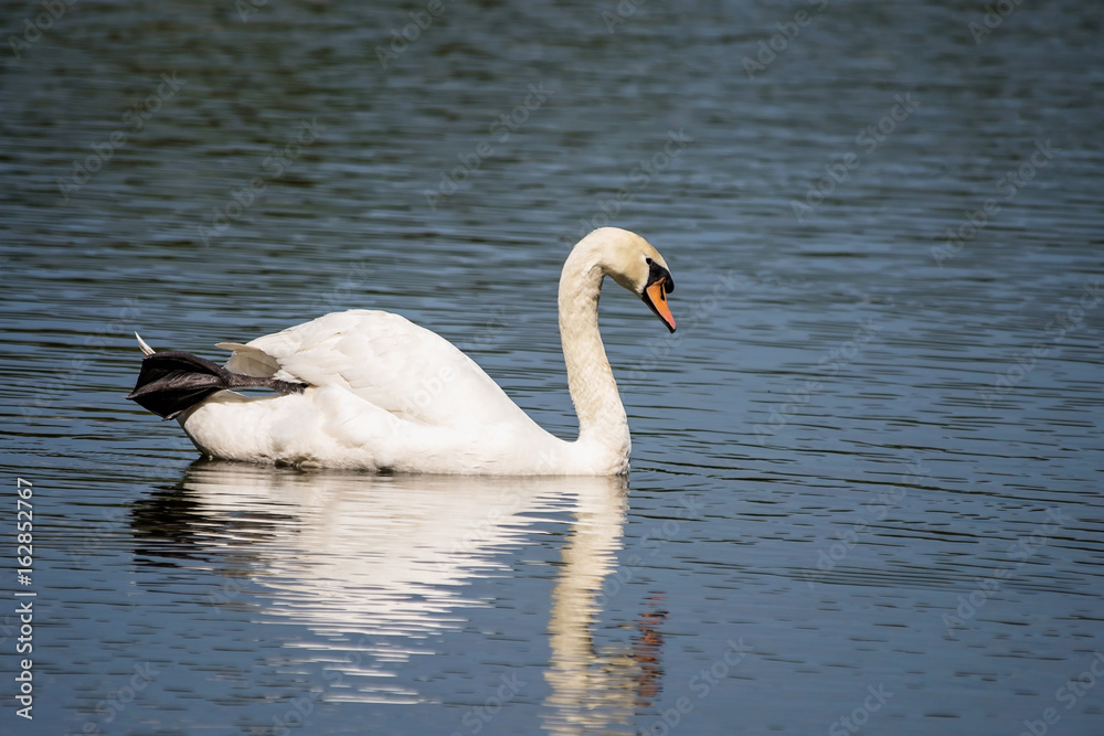 white swan floating in a pond of the zoo, Night Safari,