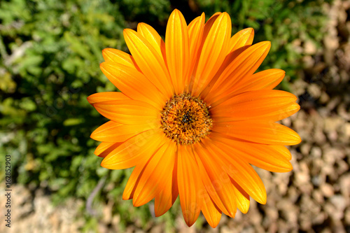 Flor Margarita naranja