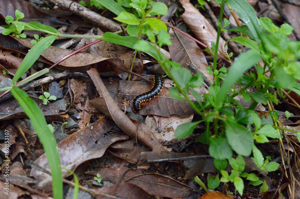 Millipede photo for your insect projects or biology publications. Millipede photo for your insect projects or biology publications.