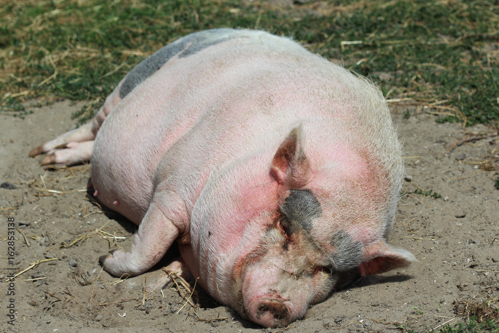 Pot-bellied pig (Sus scrofa domesticus) Pot-bellied pig (Sus scrofa domesticus)