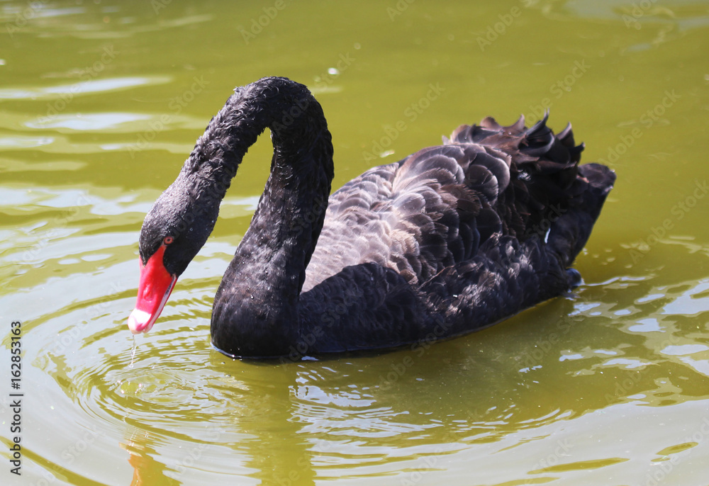 Fototapeta premium Black swan