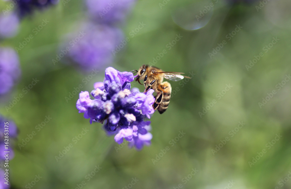 Honeybee Honeybee